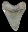 Serrated, Megalodon Tooth - Great Tip #70034-2